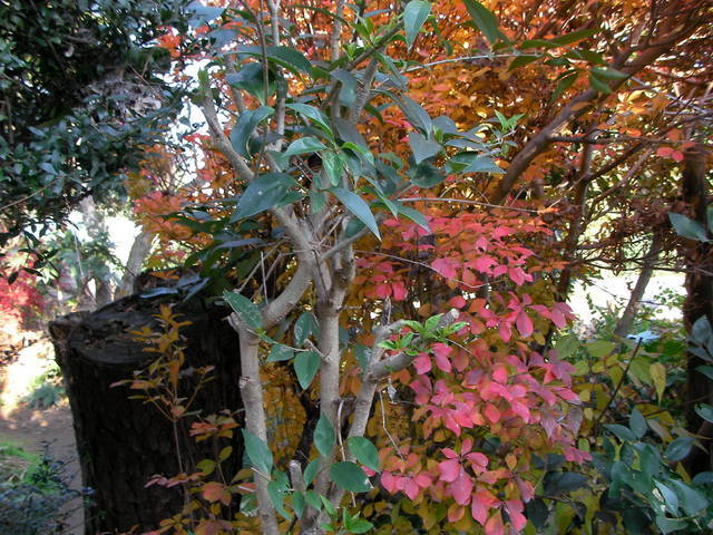 �˂��˂��ɂ�