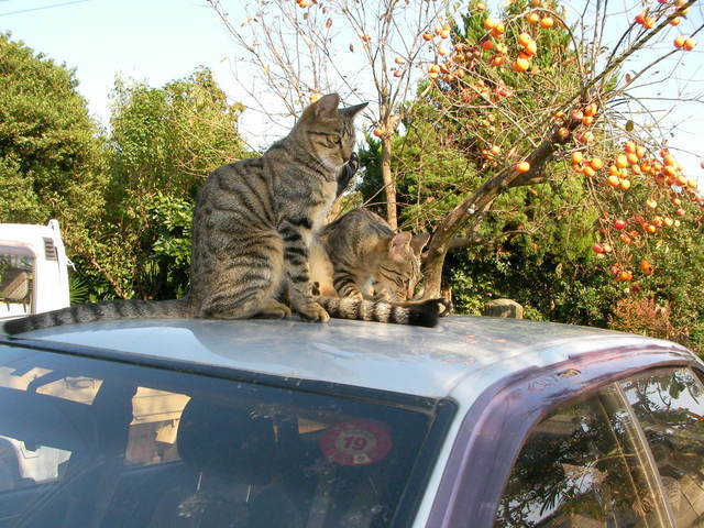 �˂��˂��ɂ�