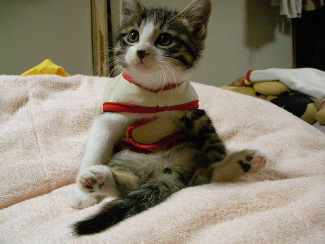 �˂��˂��ɂ�