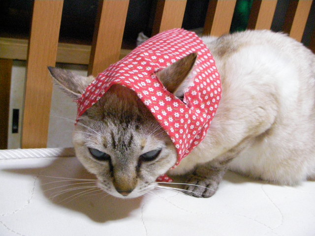 �˂��˂��ɂ�