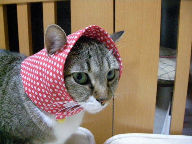 �˂��˂��ɂ�