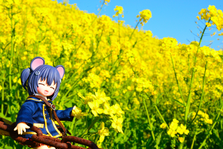 �؂̉ԁi�˂��˂��ɂ񂬁j