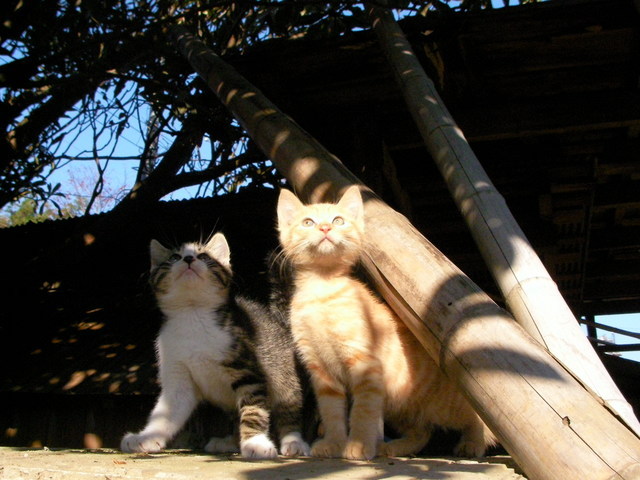 �˂��˂��ɂ�