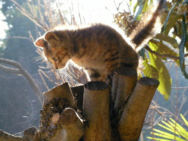 �˂��˂��ɂ�