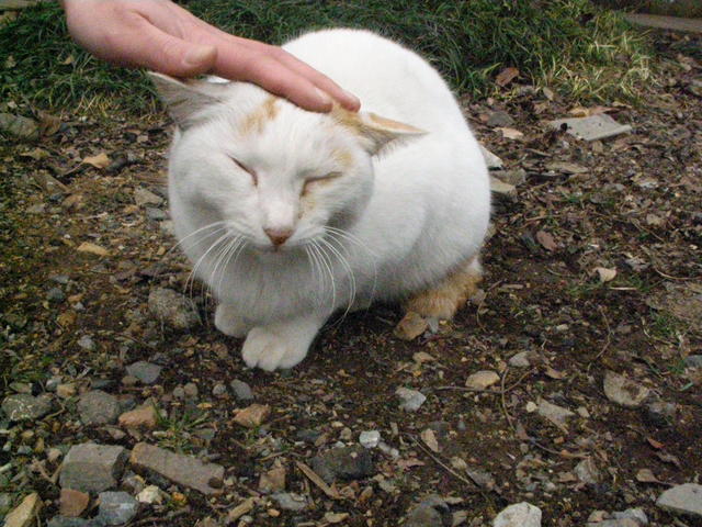 �˂��˂��ɂ�