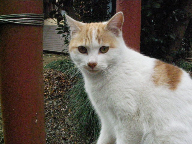 �˂��˂��ɂ�