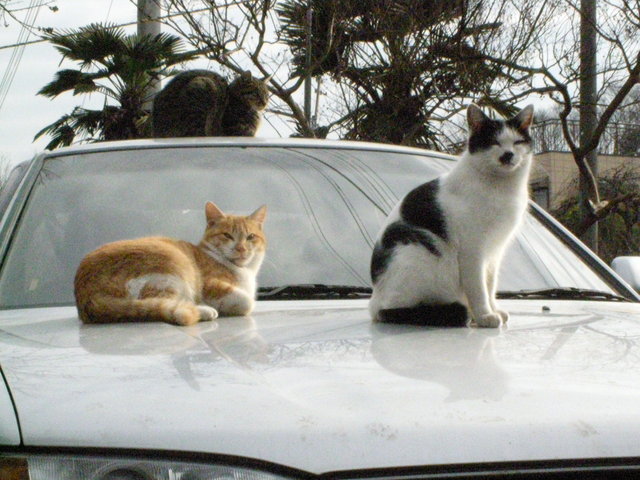 �˂��˂��ɂ�