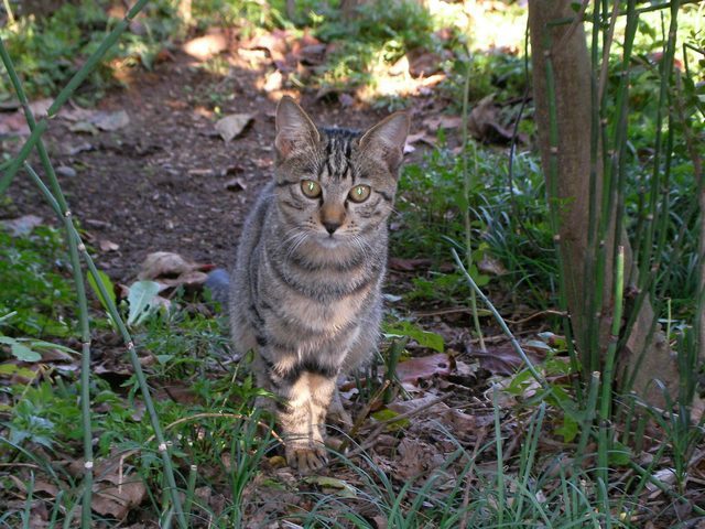 �˂��˂��ɂ�