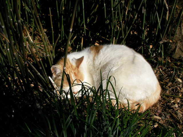 �˂��˂��ɂ�