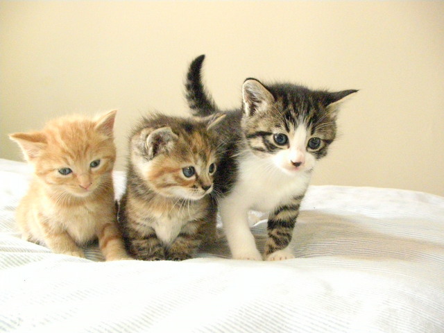 �˂��˂��ɂ�