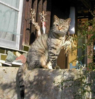 �˂��˂��ɂ�