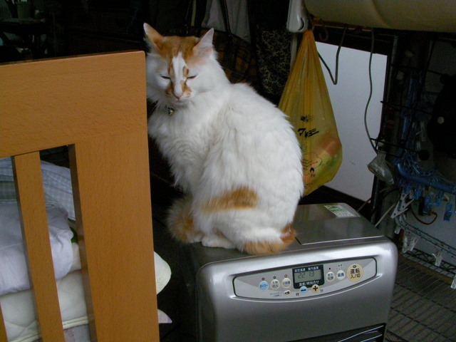 �˂��˂��ɂ�