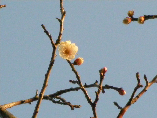 �˂��˂��ɂ�