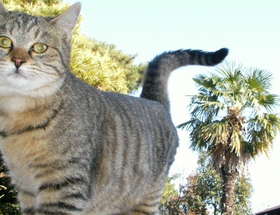 �˂��˂��ɂ�