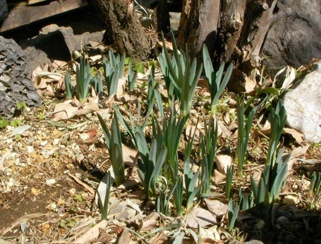 �˂��˂��ɂ�