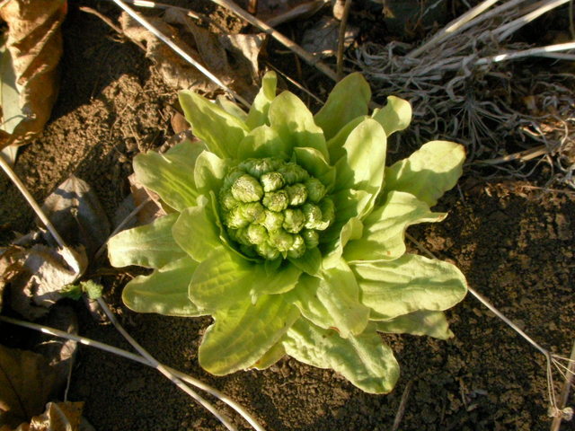 �˂��˂��ɂ�