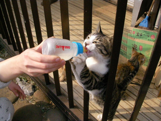 �˂��˂��ɂ�