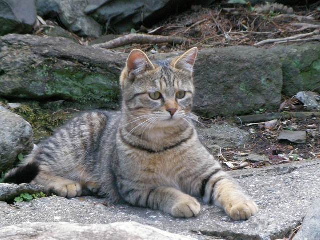 �˂��˂��ɂ�