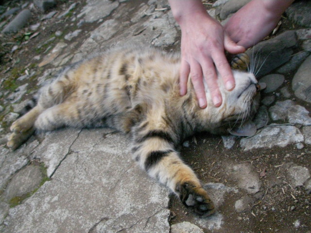 �˂��˂��ɂ�