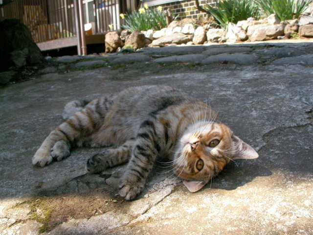 �˂��˂��ɂ�