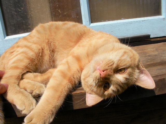 �˂��˂��ɂ�