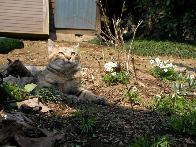 �˂��˂��ɂ�