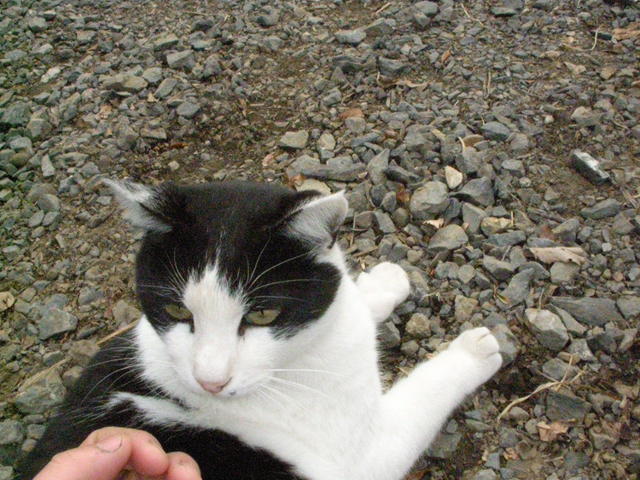 �˂��˂��ɂ�