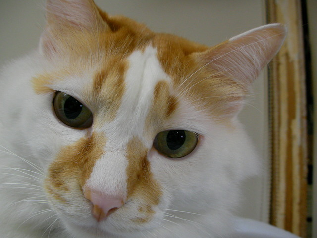 �˂��˂��ɂ�