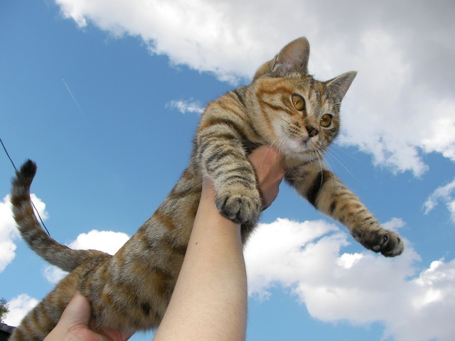 �˂��˂��ɂ�