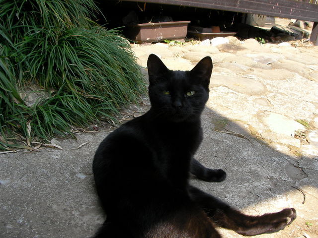 �˂��˂��ɂ�