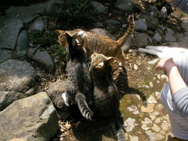 �˂��˂��ɂ�