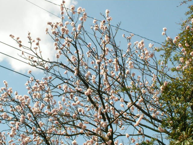 �˂��˂��ɂ�