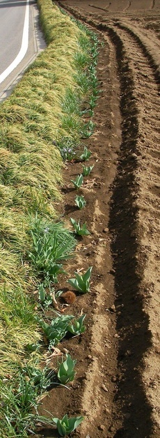 �˂��˂��ɂ�