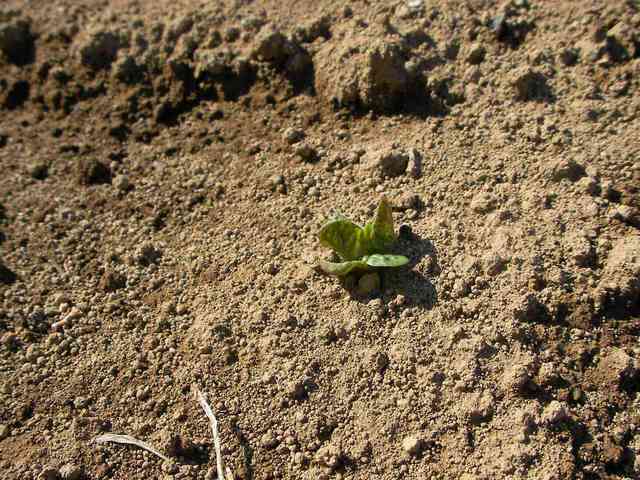 �˂��˂��ɂ�