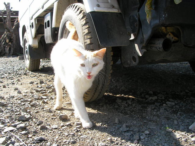 �˂��˂��ɂ�