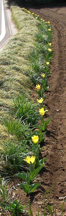 �˂��˂��ɂ�