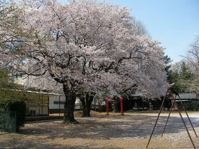 �˂��˂��ɂ�