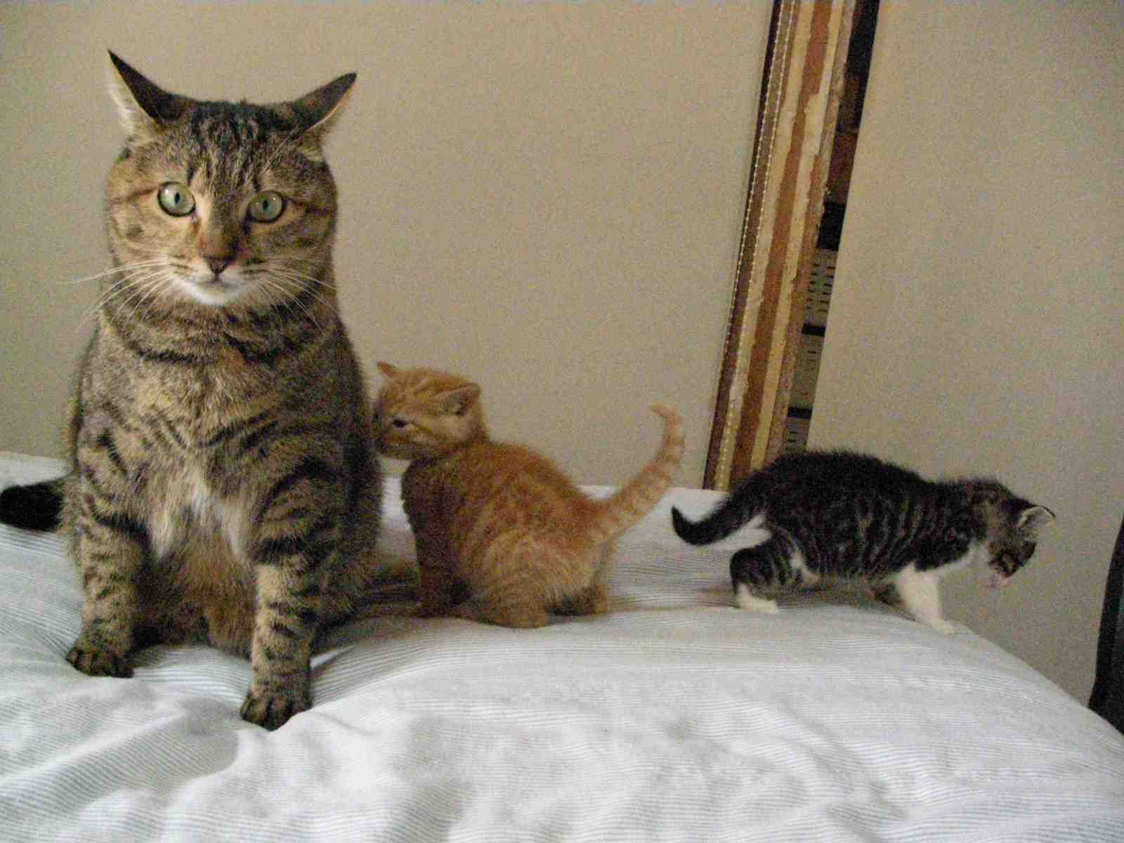 �˂��˂��ɂ�