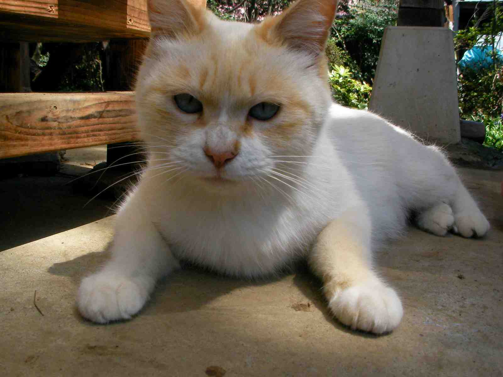 �˂��˂��ɂ�