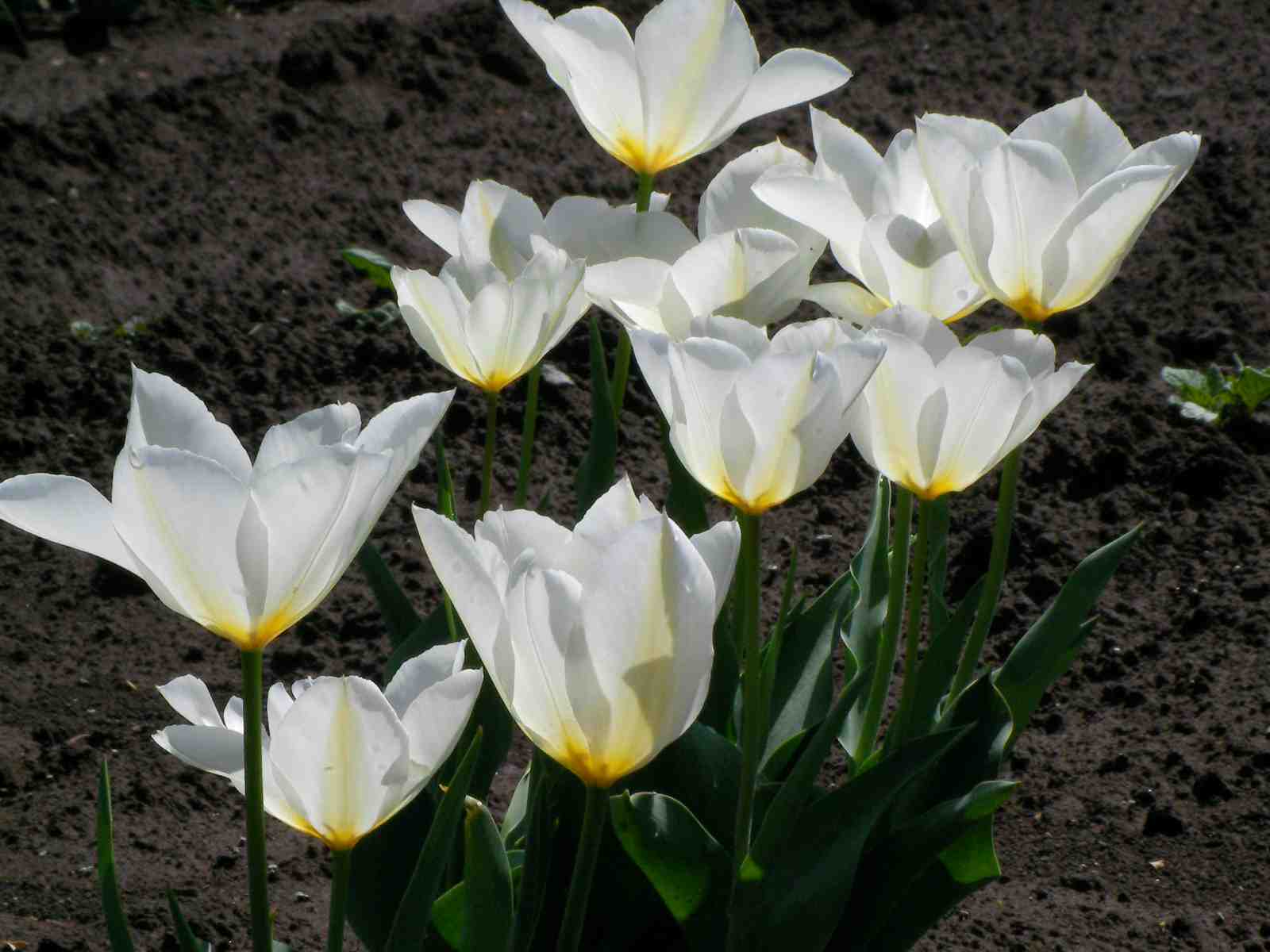 �˂��˂��ɂ�