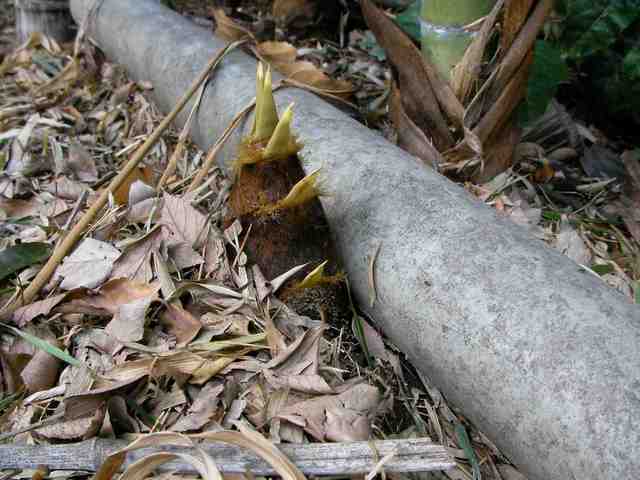 �˂��˂��ɂ�