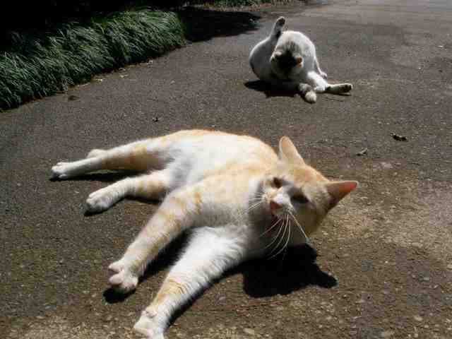 �˂��˂��ɂ�