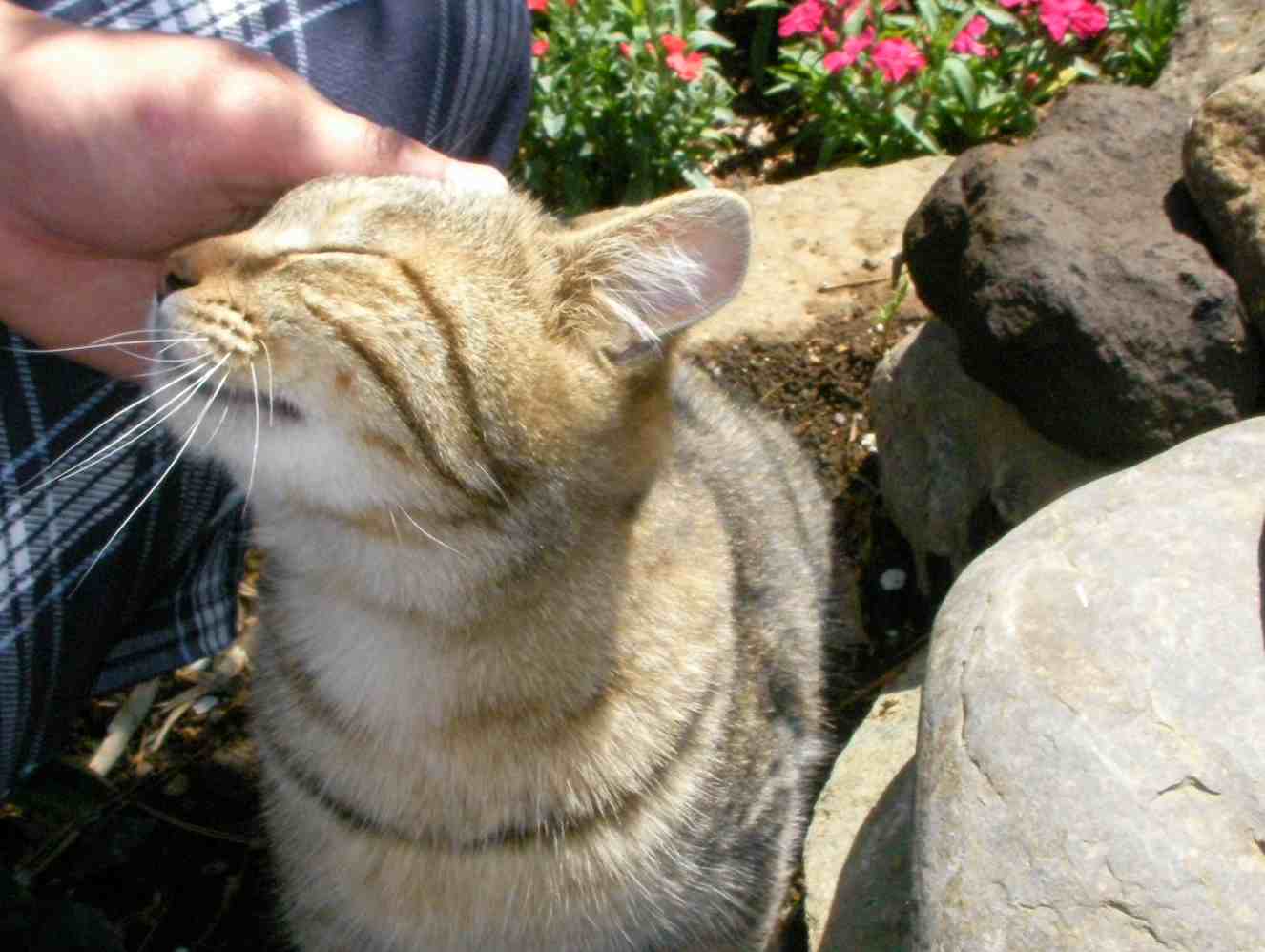 �˂��˂��ɂ�