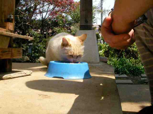 �˂��˂��ɂ�