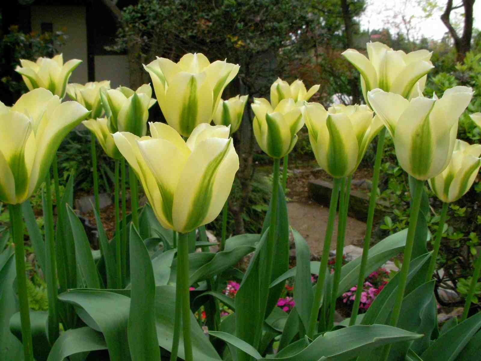 �˂��˂��ɂ�