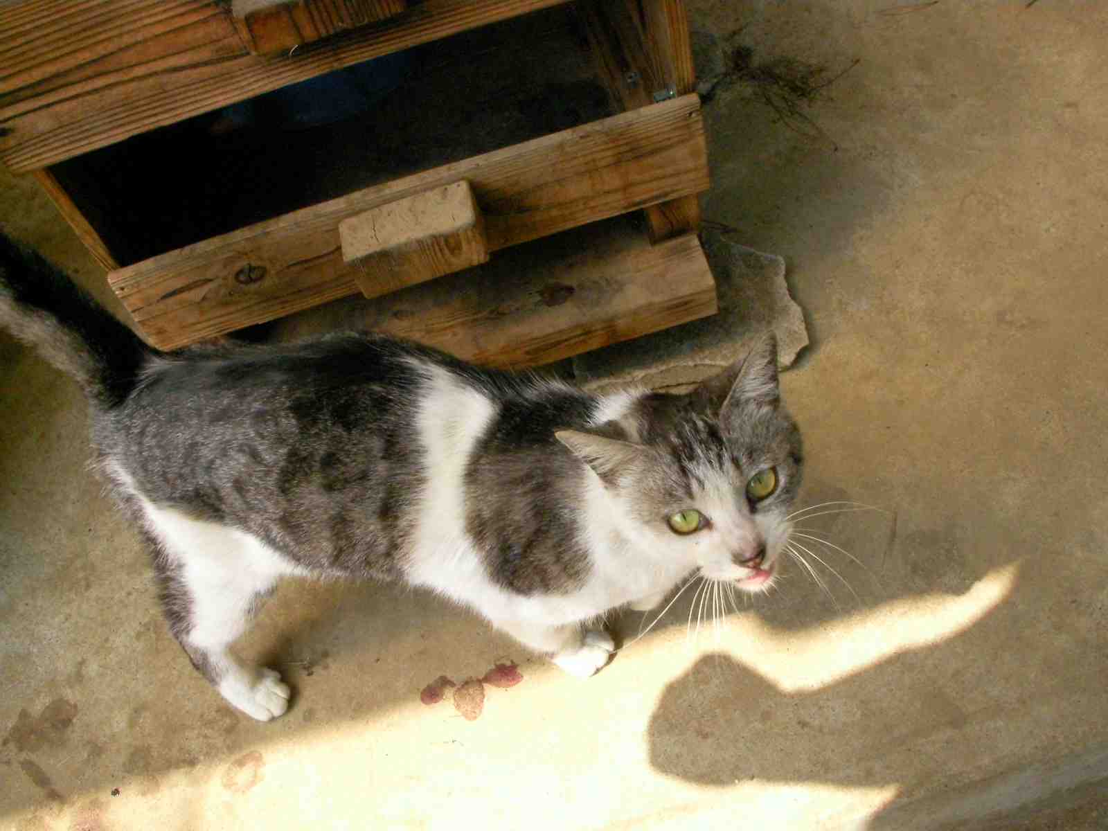 �˂��˂��ɂ�