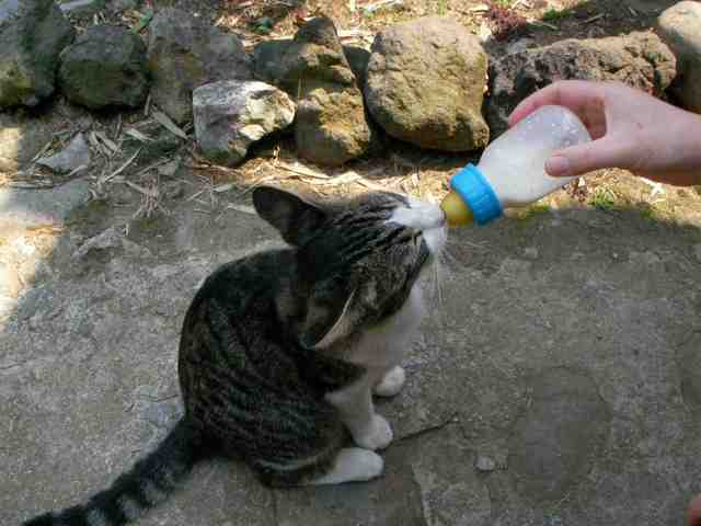 �˂��˂��ɂ�