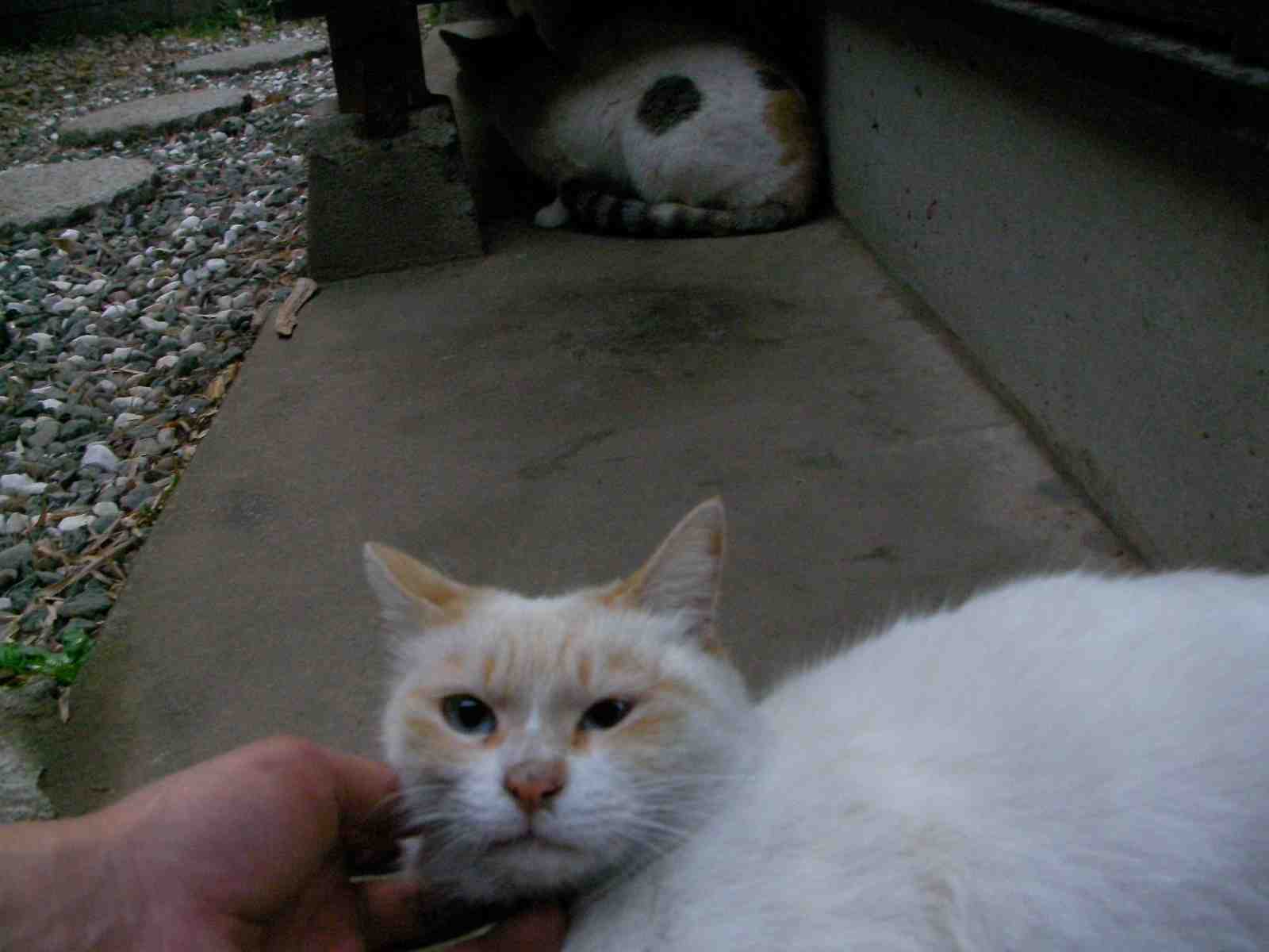 �˂��˂��ɂ�