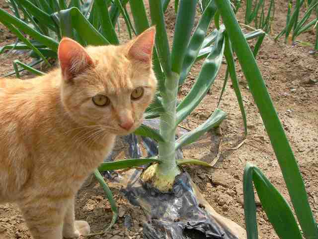 �˂��˂��ɂ�