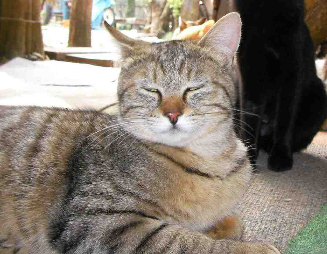 �˂��˂��ɂ�